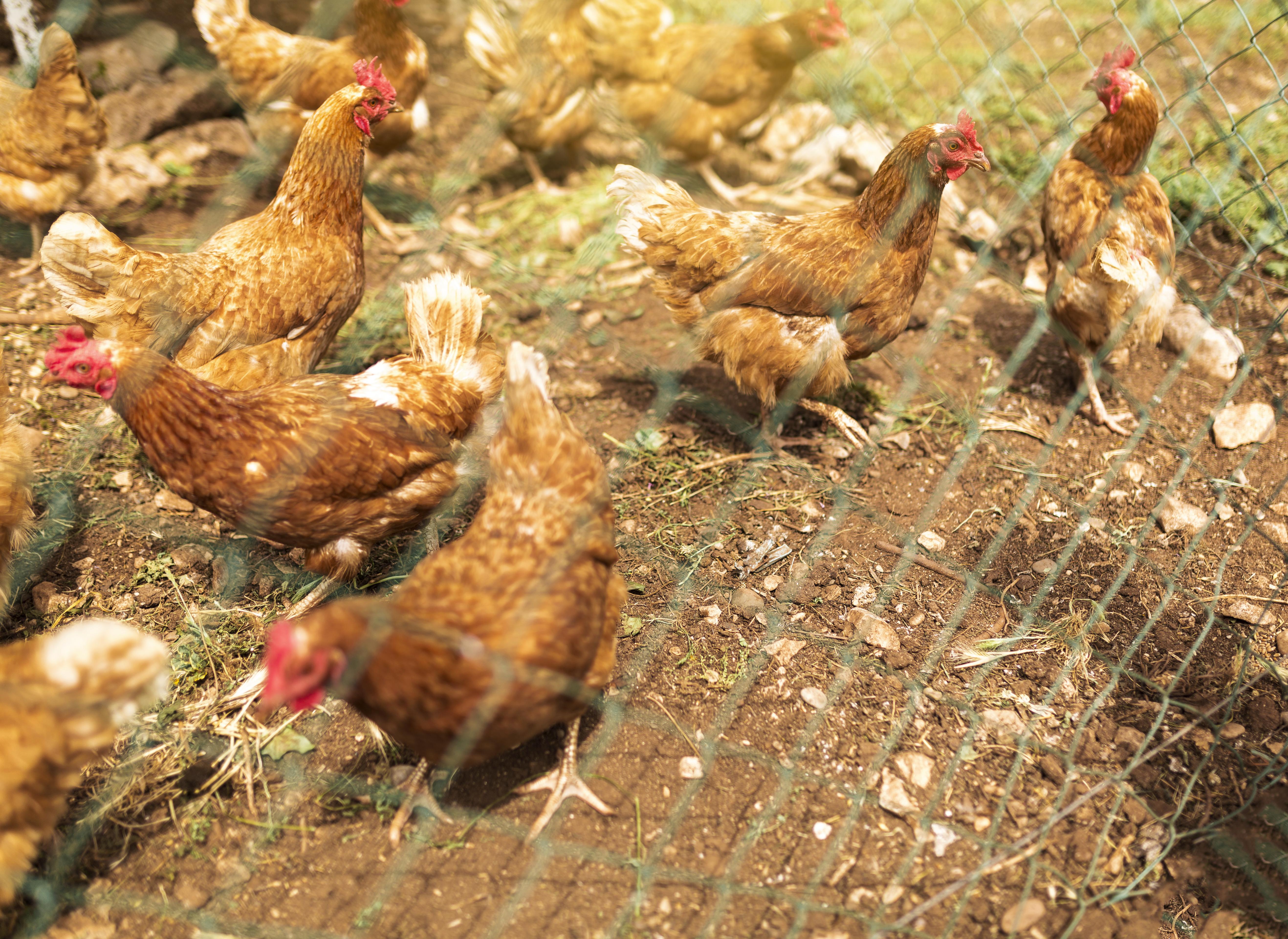 Our Poultry